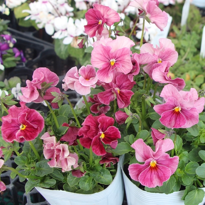 うえたビオラ 試験品種 No.140 ＜3＞(3.5号ポット)