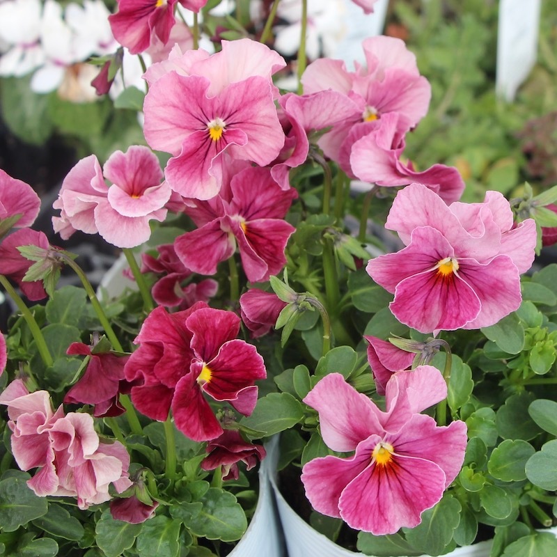 うえたビオラ 試験品種 No.140 ＜3＞(3.5号ポット)