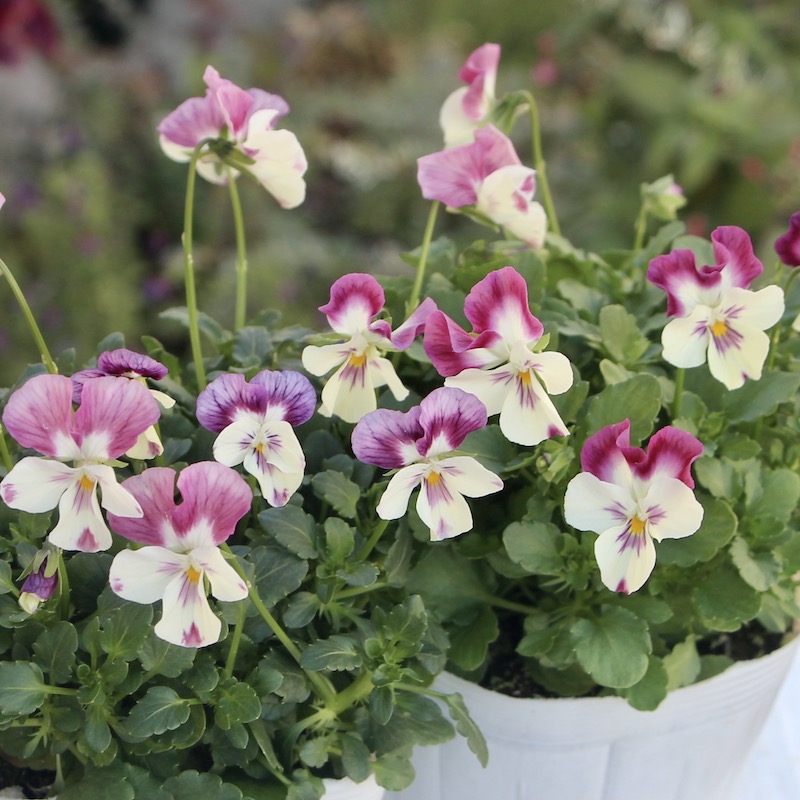 3年ぶりに再会♪高知・植田さんのビオラ ☆試験品種〈25-3〉