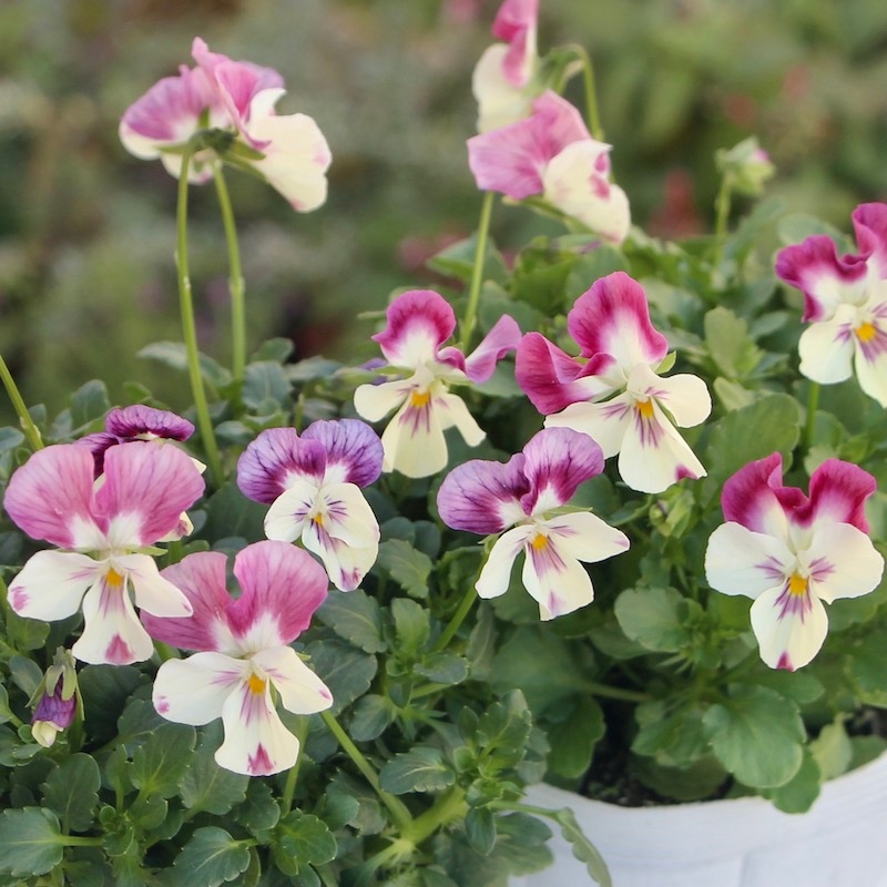 3年ぶりに再会♪高知・植田さんのビオラ ☆試験品種〈25-3〉