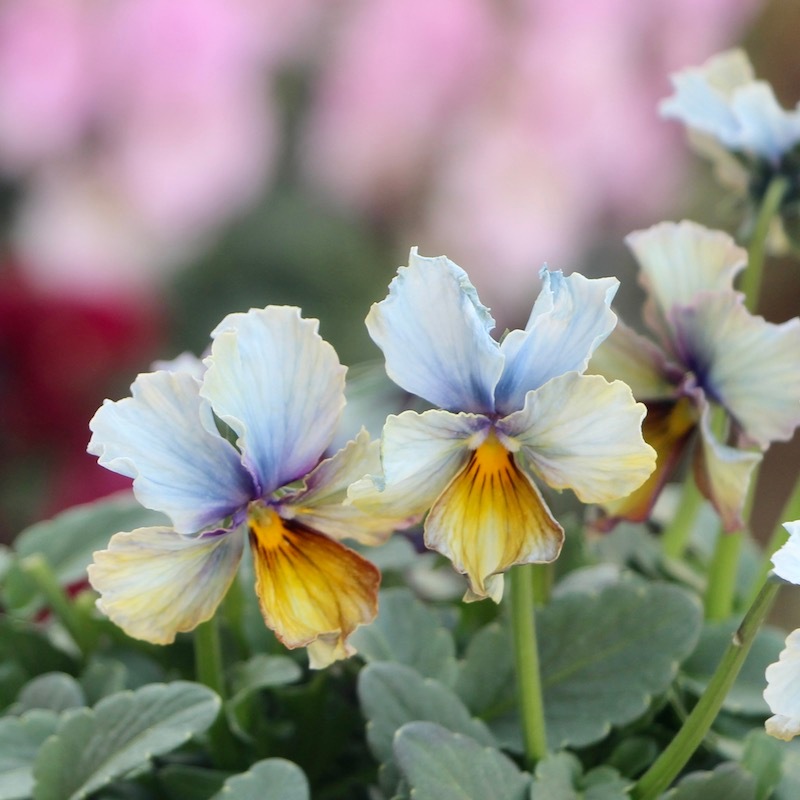 1点限り☆スペシャルなサトウ園芸さんのビオラ・ヌーヴェルヴァーグ
