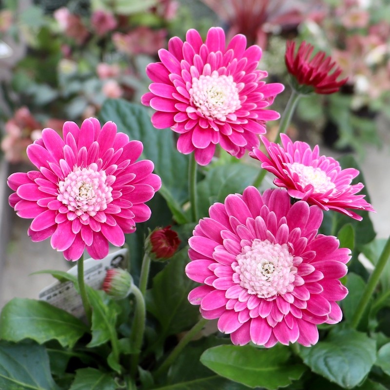 ガーベラガルビネア八重咲ピンク　　宿根草　② 専用です。宿根 ガーベラガルビネア 八重咲きピンク 種 ① 宿根