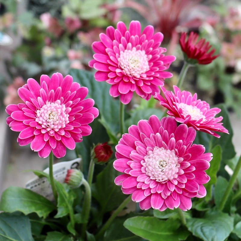 K2カメリアカービングフラワー あと1ペアラスト 八重咲き☆ガーデンガーベラ・ガルビネア「スイートフェミー」