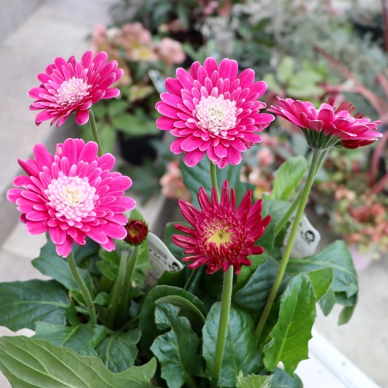 八重咲き☆ガーデンガーベラ・ガルビネア「スイートフェミー」