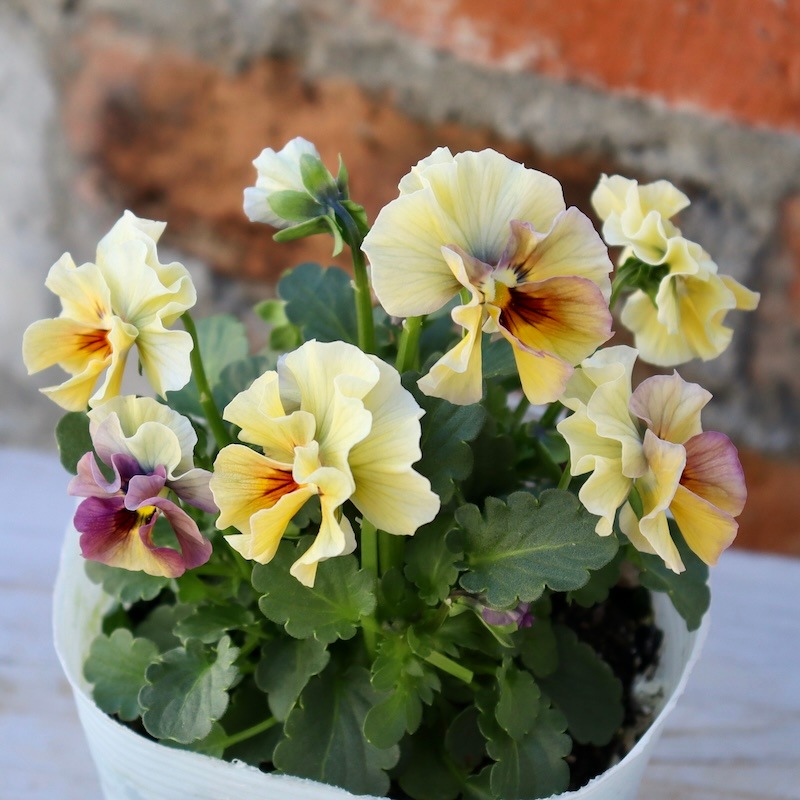 画像の現品1点限り!!桐生ふぁ~む×花日和さんのビオラ「アイクルール