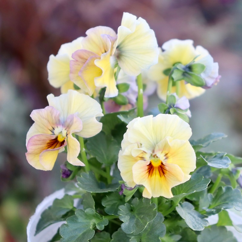 画像の現品1点限り!!桐生ふぁ~む×花日和さんのビオラ「アイクルール