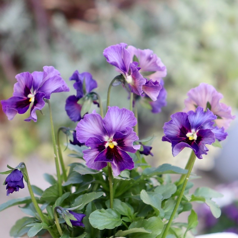 ビオラレディ　ご確認用 ○育種家ビオラ 『レディ』 | すべての商品 | | Junk sweet Garden tef