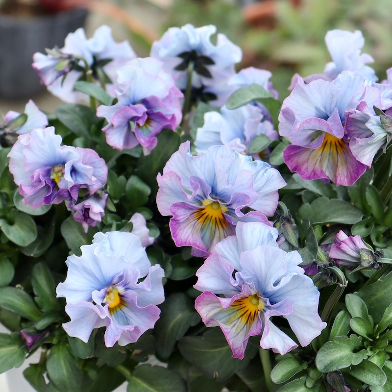 画像の現品いずれか♪ 超良株☆桂楓園さんのパンジー「フェデネージュ