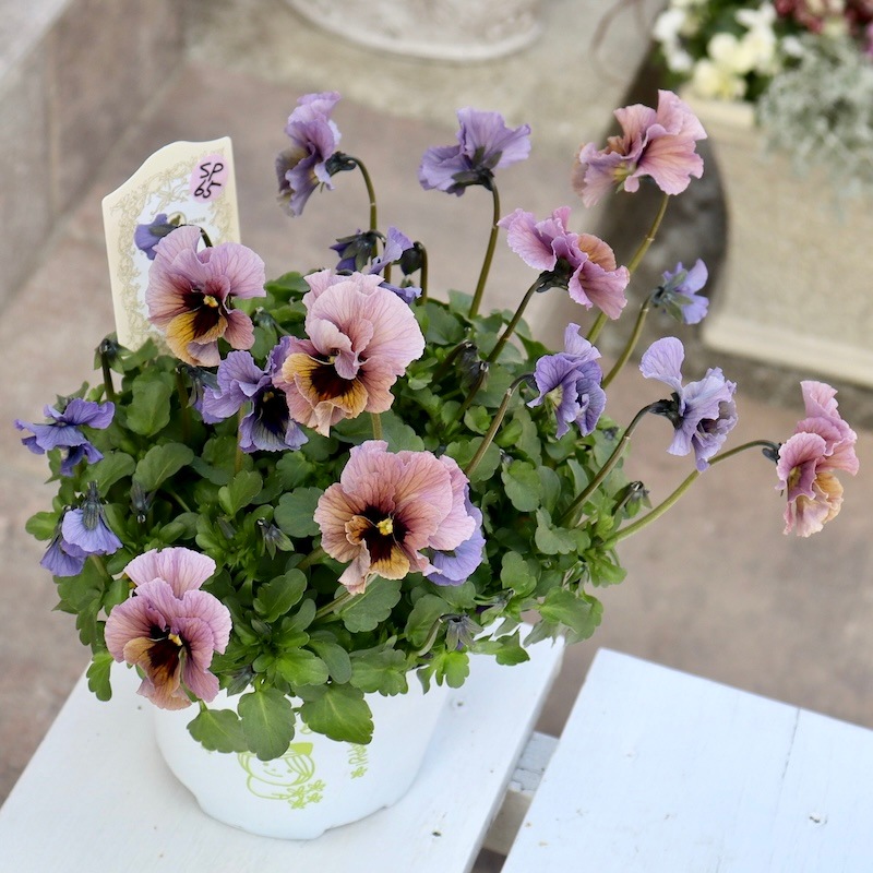 特大☆画像の現品1点限り!! 石川園芸さんのビオラ「レディ」スペシャル