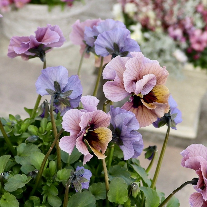 特大☆画像の現品1点限り!! 石川園芸さんのビオラ「レディ」スペシャル