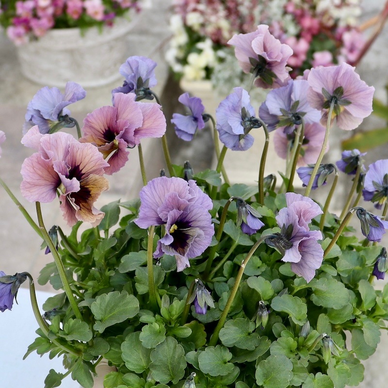 特大☆画像の現品1点限り!! 石川園芸さんのビオラ「レディ」スペシャル