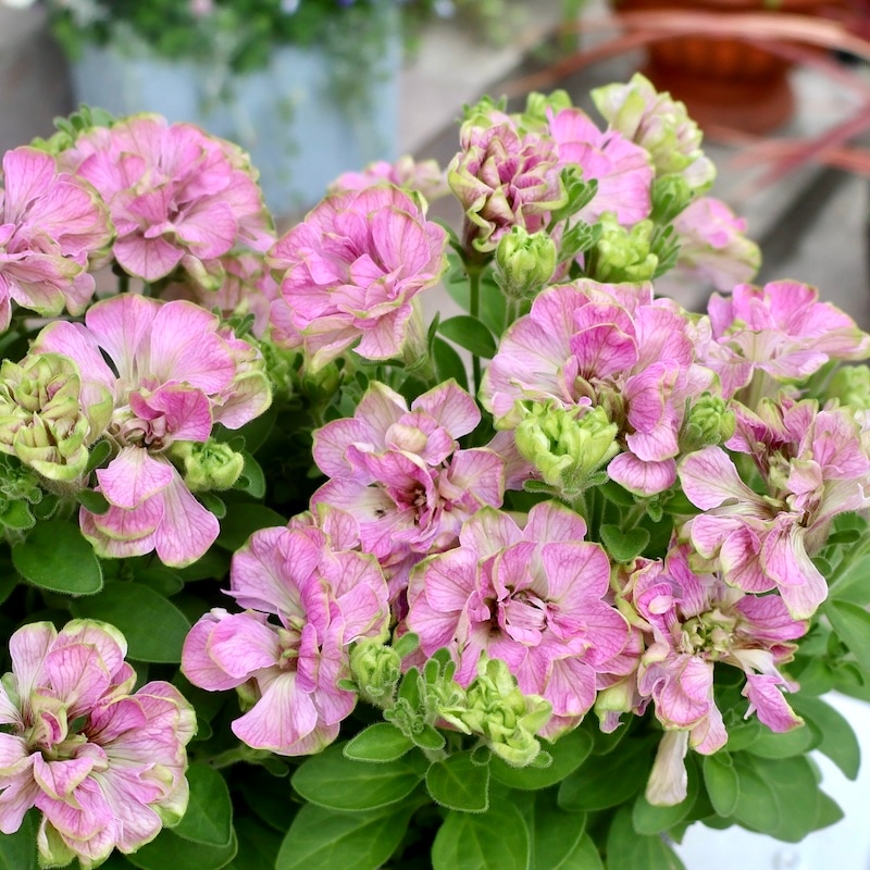 風散歩で越冬・育てたスペシャル苗】ゲブラさんの次世代☆耐雨性