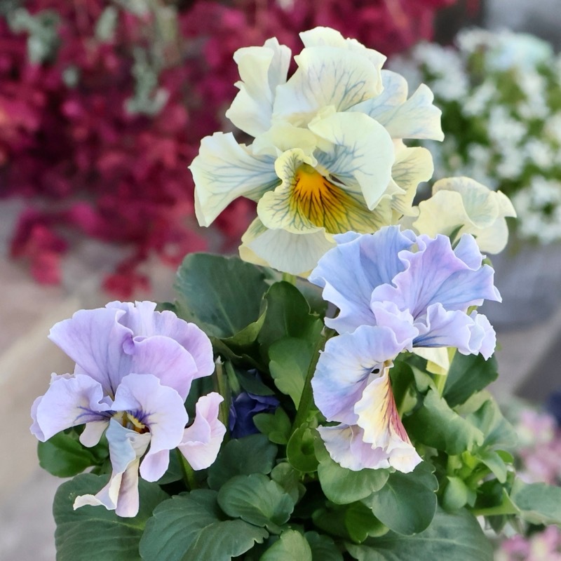 アンティークフリルパンジー・フルール 画像の現品1点限り☆Rガーデンさんのアンティークフリルパンジー