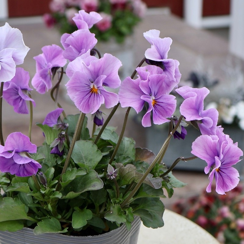 画像の現品1点限り☆吉村さんの花首の長いビオラ「ブローイン