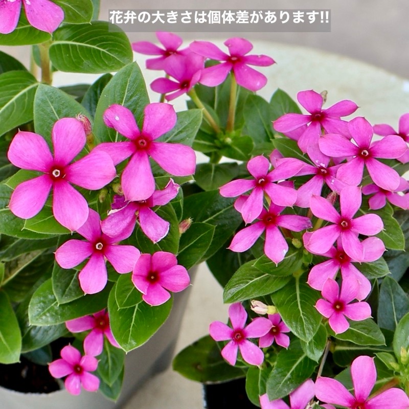 小輪花で花付き抜群!!》ビンカ(ニチニチソウ)・スターカイト
