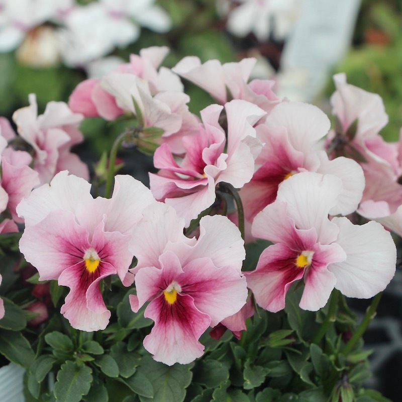 うえたビオラ 試験品種 No.140 ＜4＞(3.5号ポット)