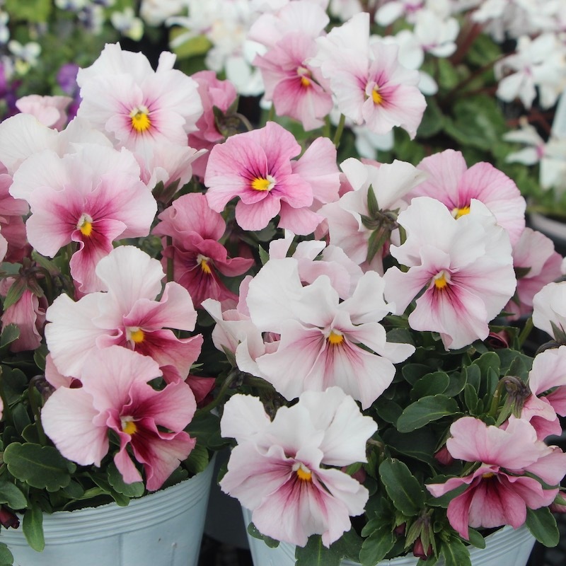 うえたビオラ 試験品種 No.140 ＜4＞(3.5号ポット)