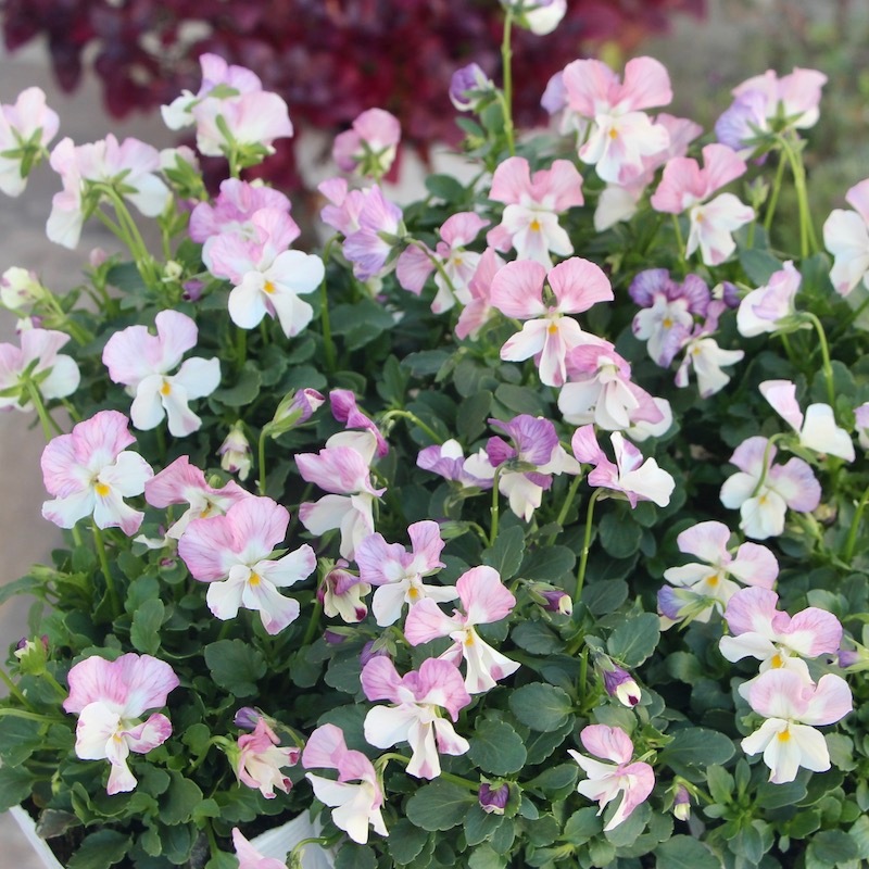 3年ぶりに再会♪高知・植田さんのビオラ ☆試験品種〈25-4〉