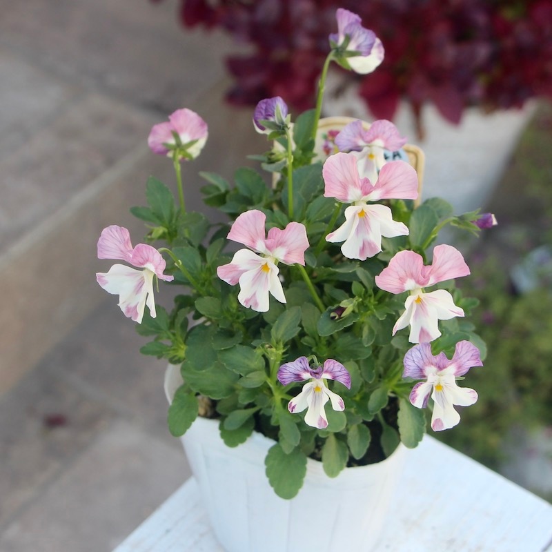 3年ぶりに再会♪高知・植田さんのビオラ ☆試験品種〈25-4〉