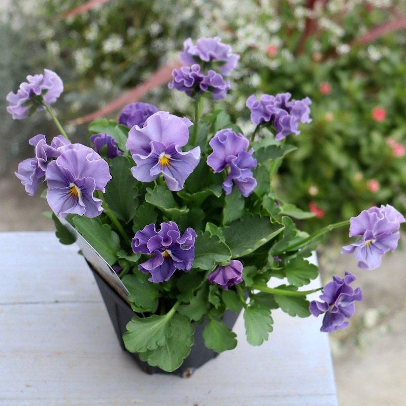 画像で花色を選べる!! 超良株☆桂楓園さんのビオラ「パスフリ」ブルー