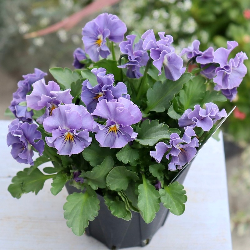 画像で花色を選べる!! 超良株☆桂楓園さんのビオラ「パスフリ」ブルー 画像で花色を選べる!! 超良株☆桂楓園さんのビオラ「パスフリ」ブルー