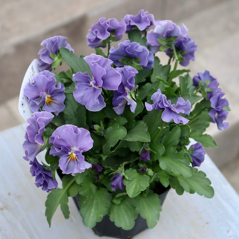 ◆◆◆専用　ＦＲ65♥ 桂楓園さん　フリルパンジー　マジックアワー♥花苗ポット 専用 FR65♥ 桂楓園さん フリルパンジー マジックアワー♥花苗ポット