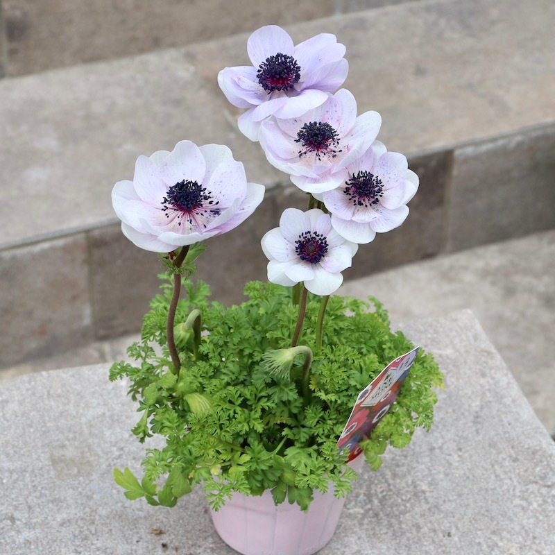   テネラ　アルメニア工房時代　ヴィンテージ花器 現品1点限り!!特大2年生株☆竹中園芸さんのプレミアムアネモネ
