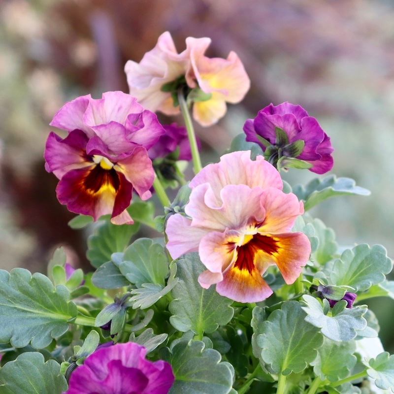 画像の現品1点限り!!桐生ふぁ~む×花日和さんのビオラ「アイクルール