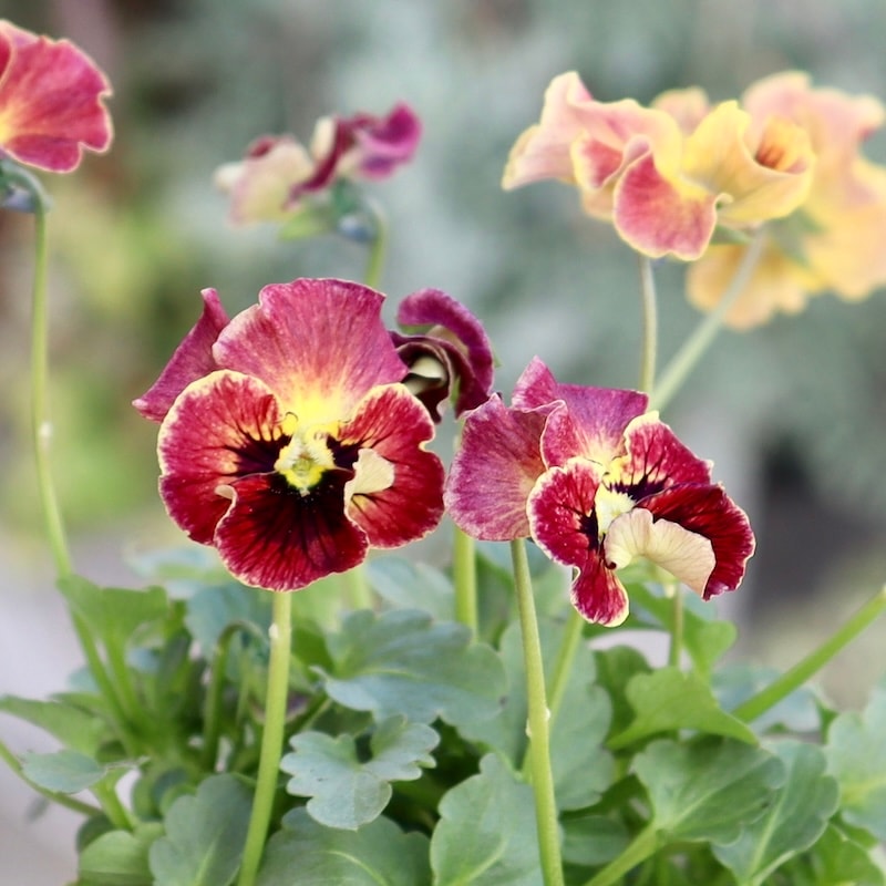 3苗セットビオラレディアンジュフルールピンク石川園芸⚜️⚜️⚜️⚜️透き通る花弁 自分で植える】石川園芸ビオラレディの淑女な花苗セット | アトリエ華