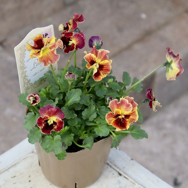 画像の現品!! 石川園芸さんのビオラ「レディ」＜24-02＞