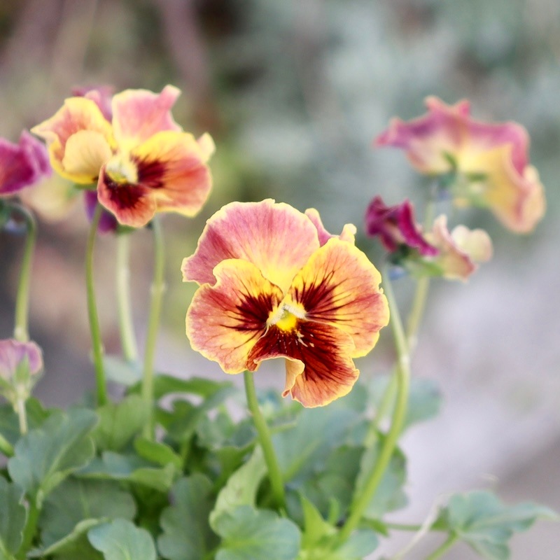 M*I様 ビオラ♡レディ⑦ ○育種家ビオラ 『レディ』【ディープカラー】 | すべての商品