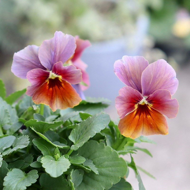 専用希少✳︎エボルベストライプビオラフリルパンジー花苗 エボルベ『ストライプ』が入荷しました✨ 店内パンジー、ビオラ