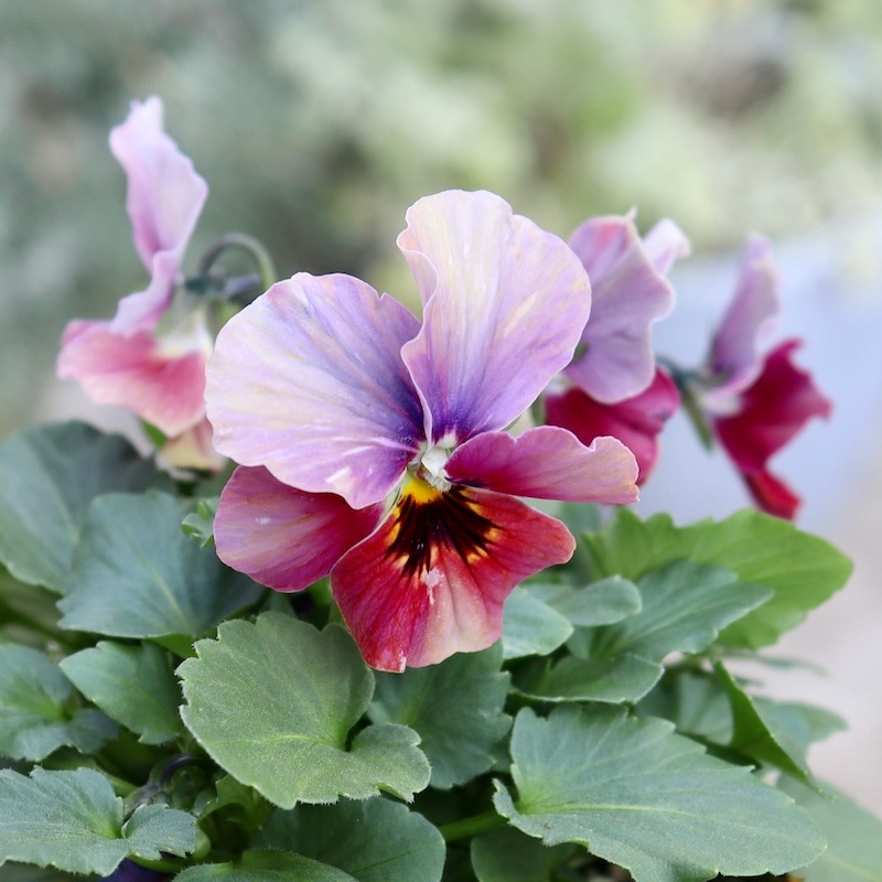 アイデアルフラワー・大牟田さんのビオラevolve(エボルベ) ストライプ