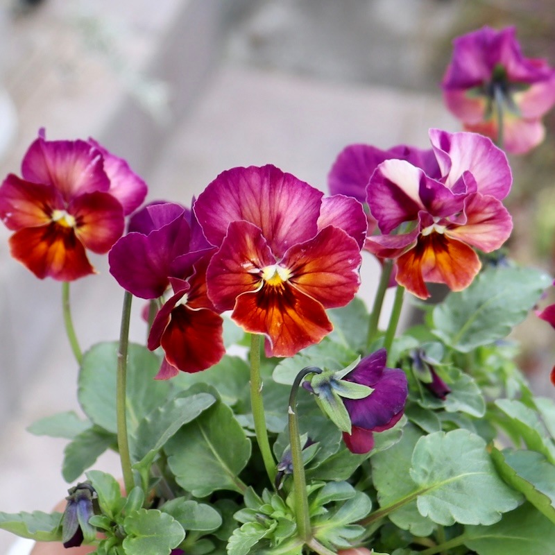 アイデアルフラワー・大牟田さんのビオラevolve(エボルベ) ストライプ