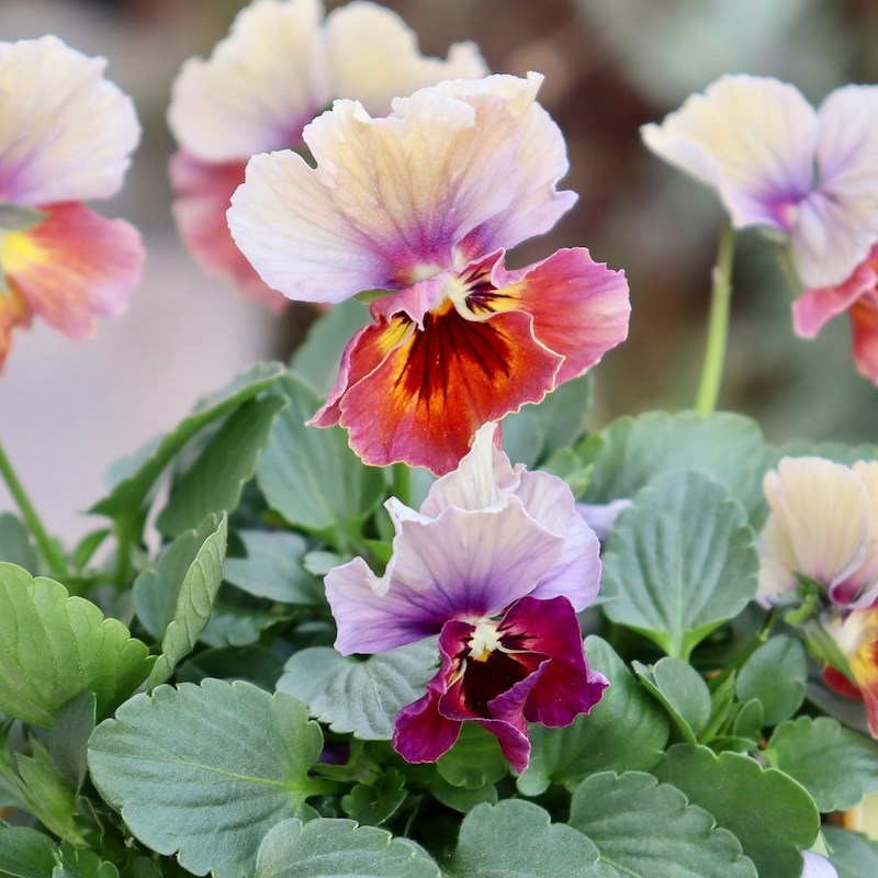 アイデアルフラワー・大牟田さんのビオラevolve(エボルベ) ストライプ