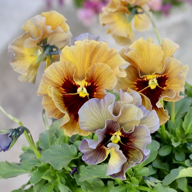 特大☆画像の現品1点限り!! 石川園芸さんのビオラ「レディ」スペシャル