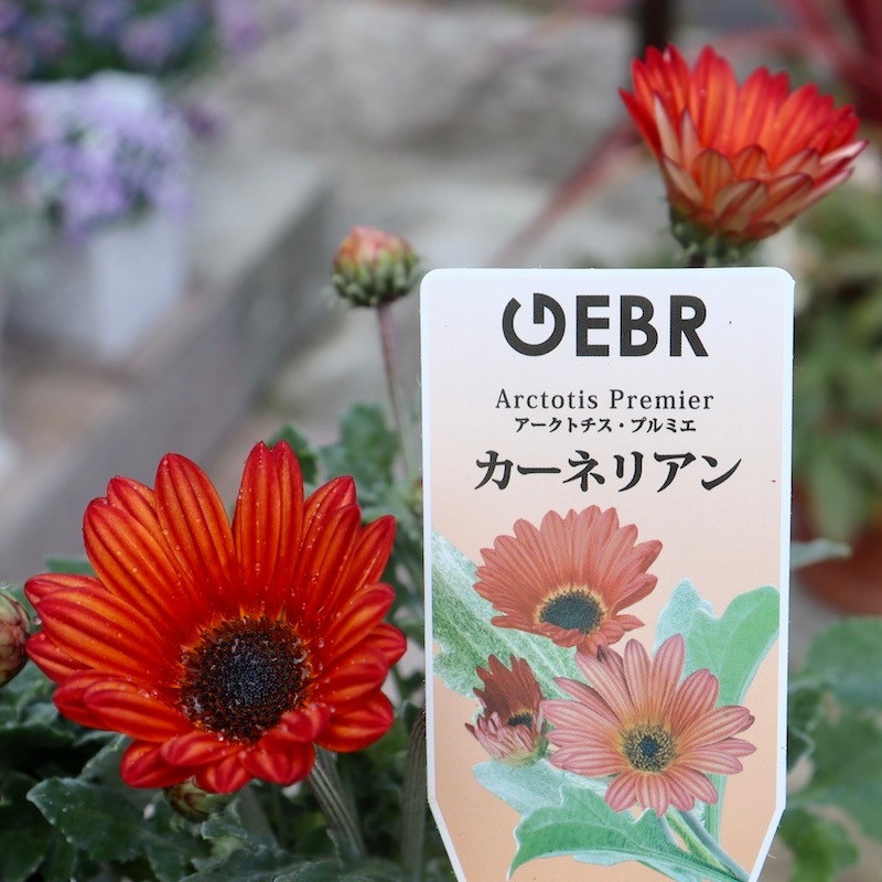 花芽ぎっしり4号特大株《風散歩スペシャル》ゲブラさんのアークトチス