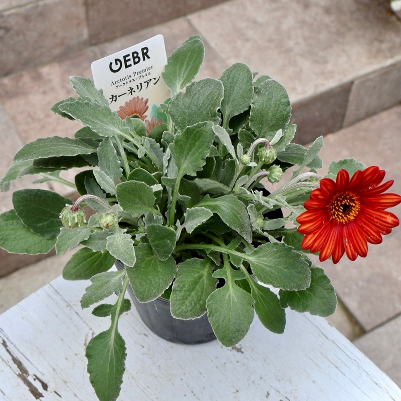 花芽ぎっしり4号特大株《風散歩スペシャル》ゲブラさんのアークトチス