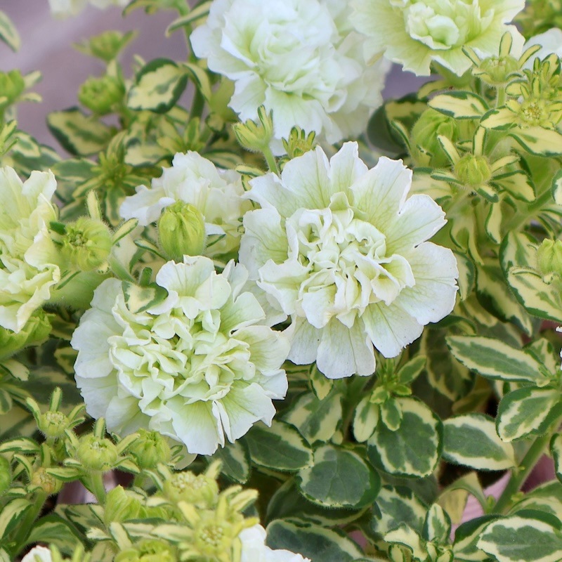 2025年NEW】宮島園芸さんの斑入り八重咲きミニペチュニア