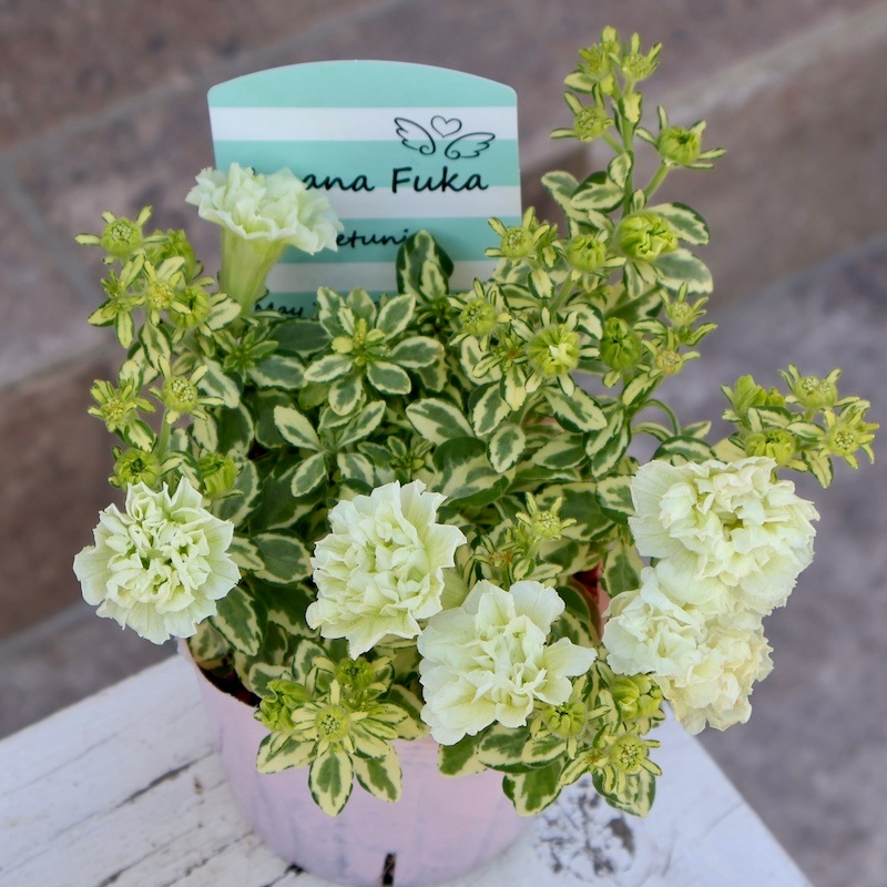 2025年NEW】宮島園芸さんの斑入り八重咲きミニペチュニア