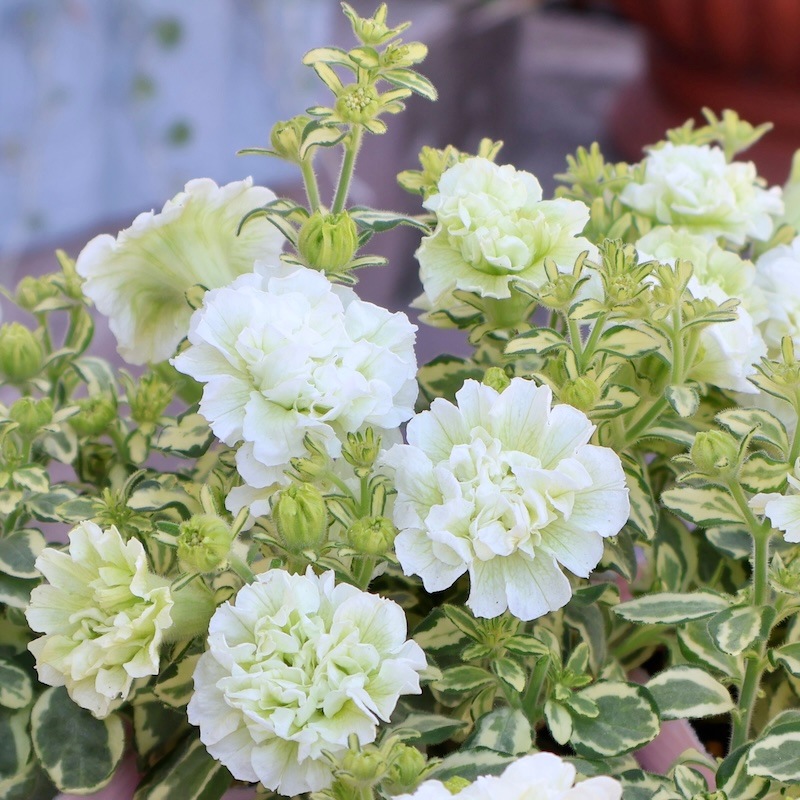 H*€様 28 S&P ベゴニア　ルージュ　斑入り 2025年NEW】宮島園芸さんの斑入り八重咲きミニペチュニア