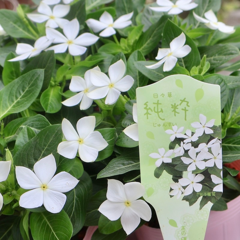 クピド　二輪草鉢植え 2025年NEW☆サトウ園芸さんの日々草(ビンカ)「純粋」(3.5号ポット)