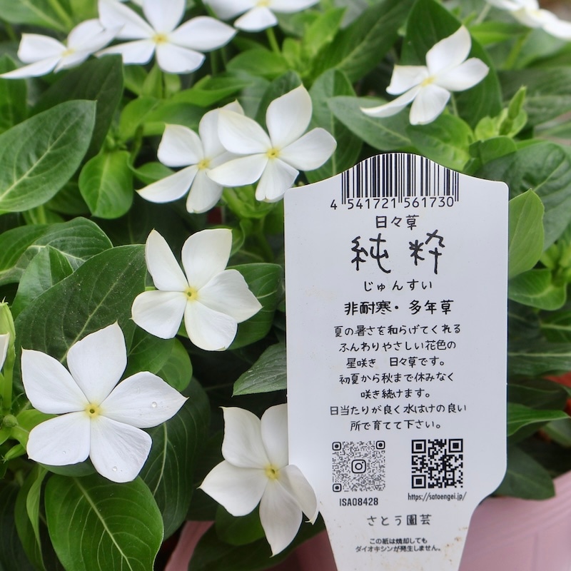草花 2025年NEW☆サトウ園芸さんの日々草(ビンカ)「純粋」(3.5号ポット)