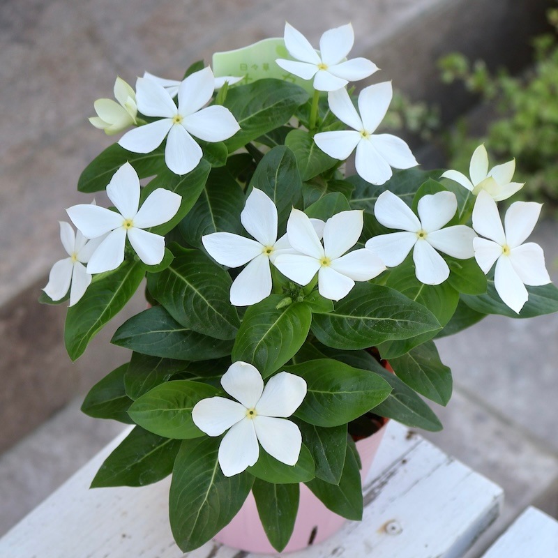 2025年NEW☆サトウ園芸さんの日々草(ビンカ)「純粋」(3.5号ポット)