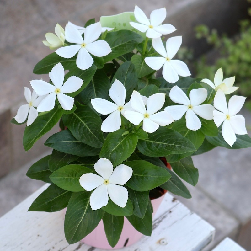 無農薬☆沖縄県産☆ホワイトサポテ☆3キロ☆蝶々華☆ 2025年NEW☆サトウ園芸さんの日々草(ビンカ)「純粋」(3.5号ポット)