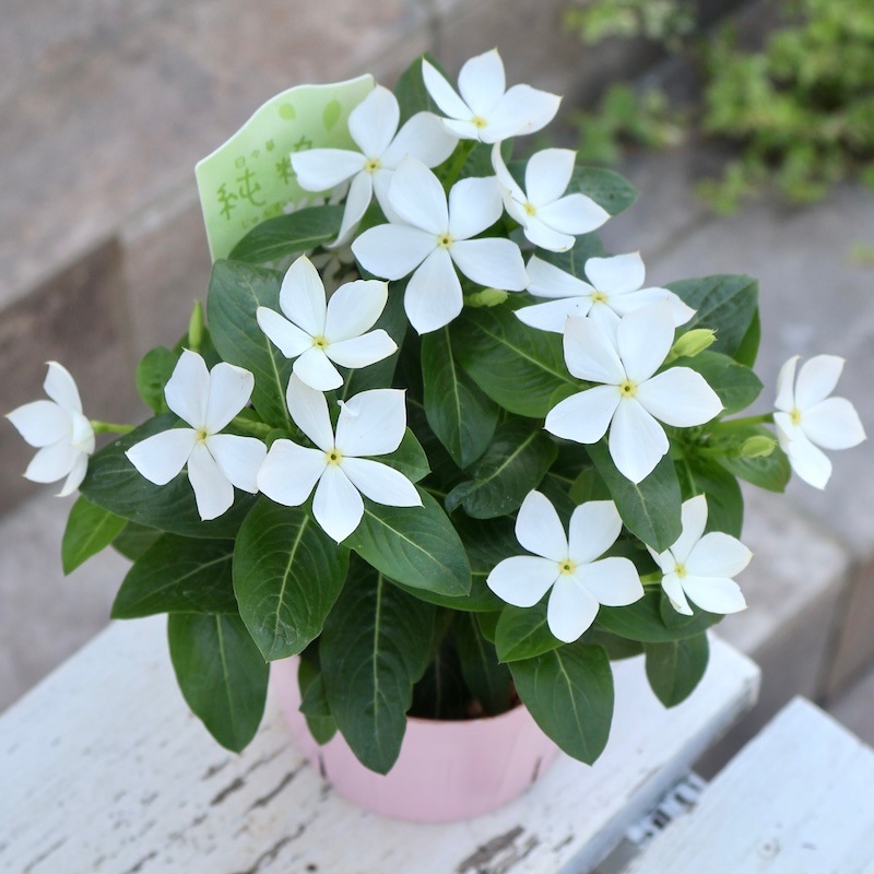 2025年NEW☆サトウ園芸さんの日々草(ビンカ)「純粋」(3.5号ポット)