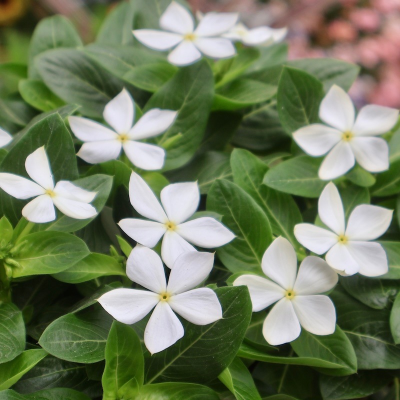 2025年NEW☆サトウ園芸さんの日々草(ビンカ)「純粋」(3.5号ポット)