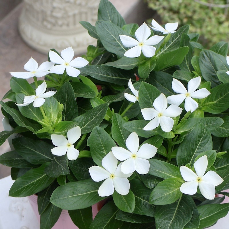 草花 2025年NEW☆サトウ園芸さんの日々草(ビンカ)「純粋」(3.5号ポット)