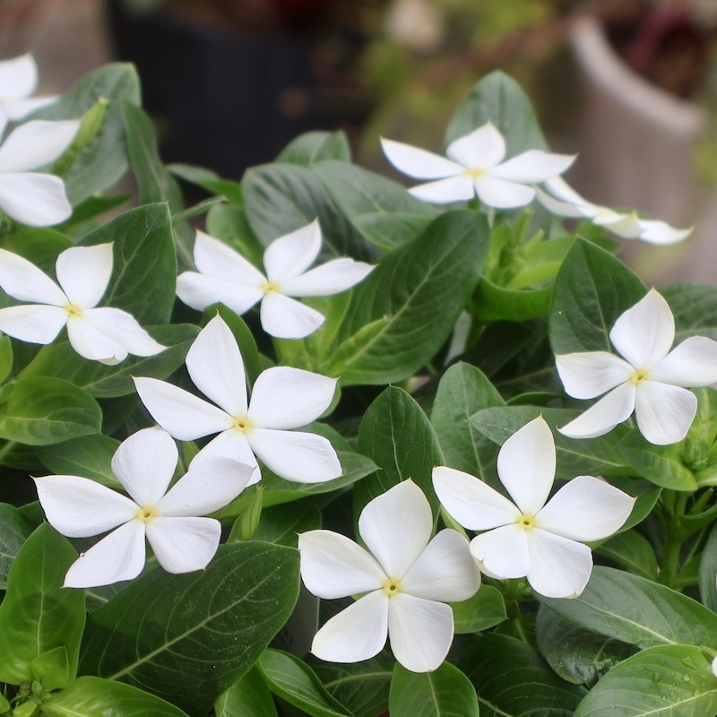 2025年NEW☆サトウ園芸さんの日々草(ビンカ)「純粋」(3.5号ポット)