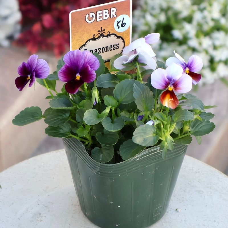 画像の現品1点限り☆ゲブラさん育種の個性派ビオラ「アマゾネス」56番